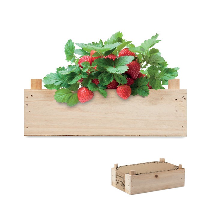 zestaw-do-uprawy-truskawek-strawberry-MO6506-40 Zestaw do uprawy truskawek