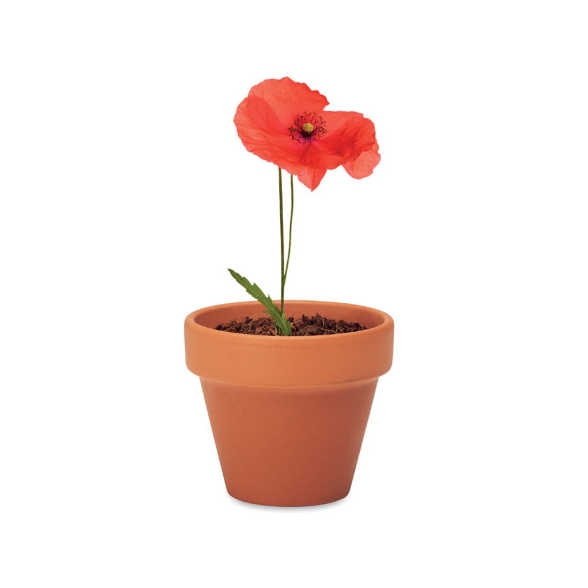 doniczka-mak-red-poppy-MO6148-40-7 mak
