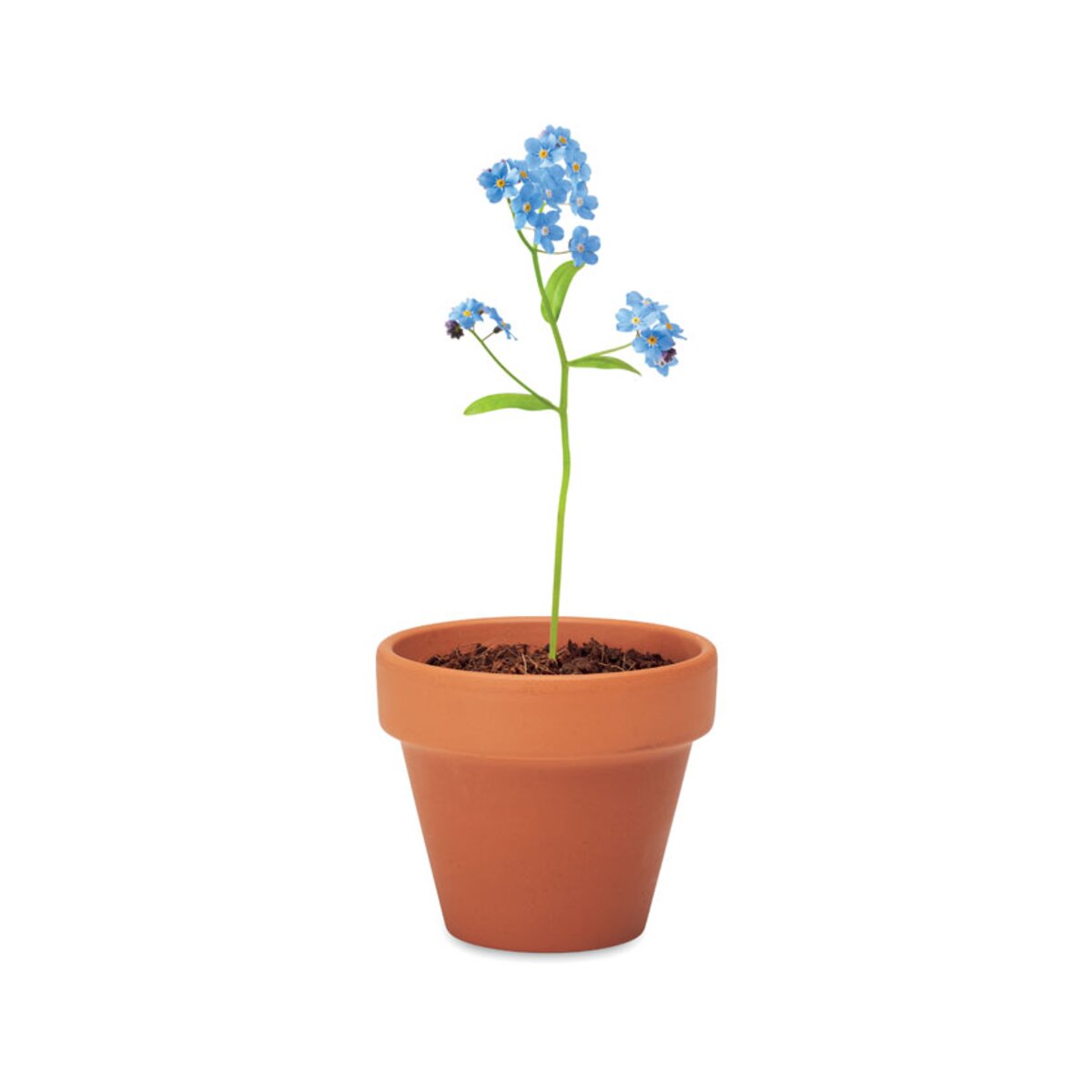 doniczka-niezapominajka-forget-me-not-MO6146-40-7 niezapominajka