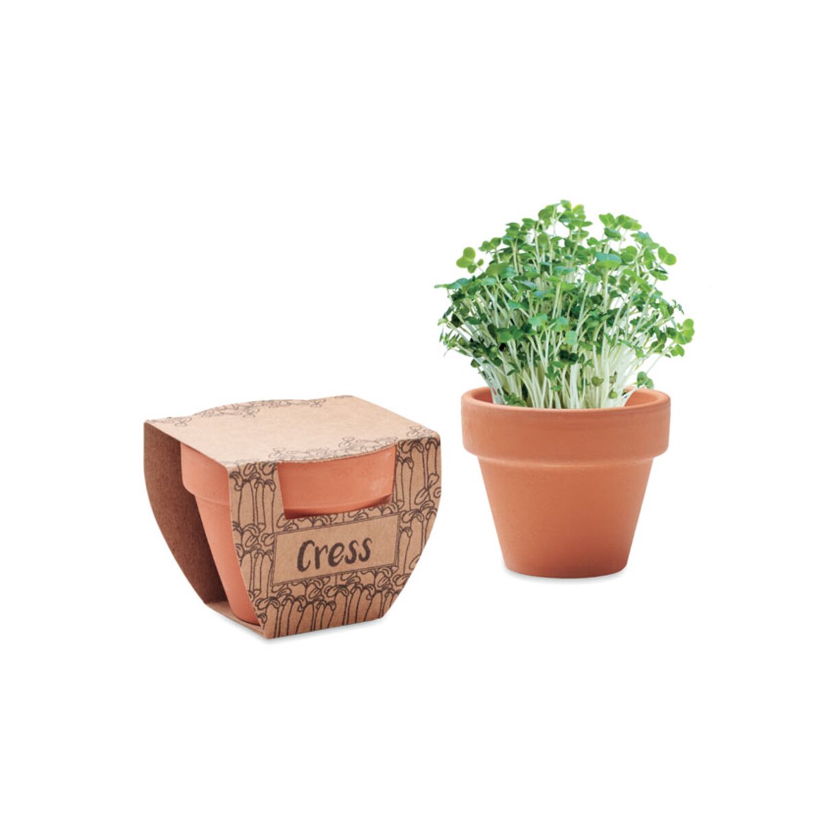nasiona-rzezuchy-w-doniczce-cress-pot-MO2219-40 Nasiona rzeżuchy w doniczce