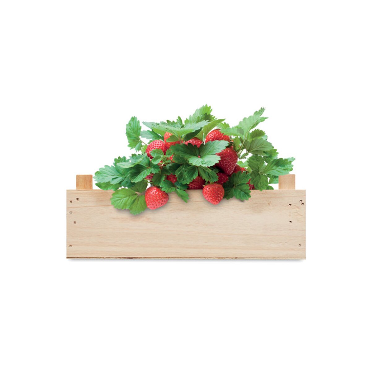 zestaw-do-uprawy-truskawek-strawberry-MO6506-40-2 Zestaw do uprawy truskawek