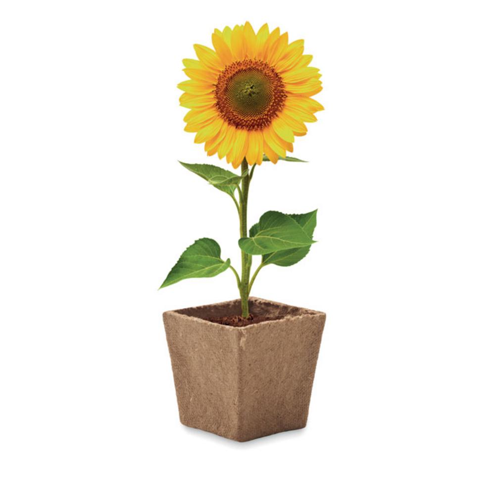 Gadżety do ogrodu z logo – zestaw do uprawy słonecznika sunflower kit mo2411-13-top Zestaw do uprawy słonecznika SUNFLOWER KIT mo2411-13-top