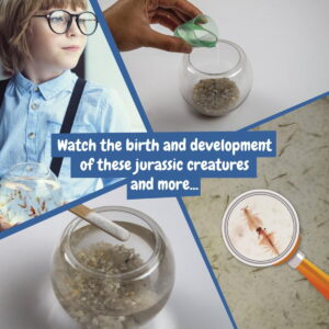 Jurassic Pets Kit I. Gra edukacyjna dla dzieci 35828_100-b