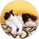 Ada Chmielarska profile picture